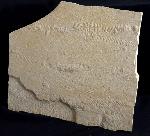 Rollspuren mehrer Ammoniten (Perisphinctes) - Bild &copy; FossNet FossilienStore